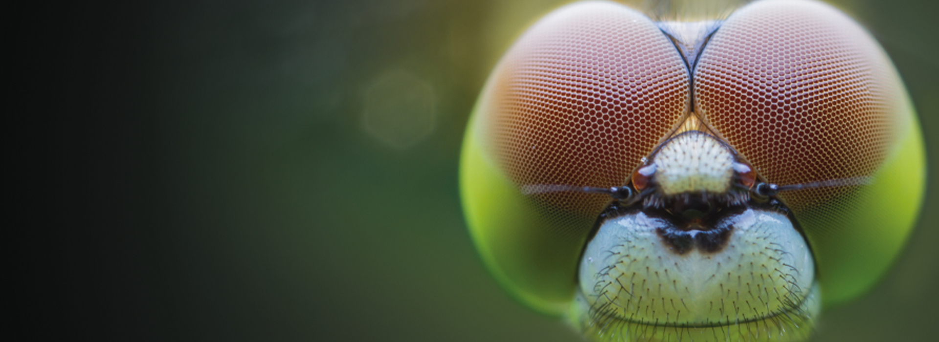 dragonfly header.png